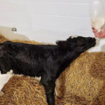 It is important calves get colostrum, properly fed, within the first 24 hours of life.