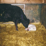 If a newborn calf is unable to nurse, the quickest and safest way to get colostrum into him is by tube.