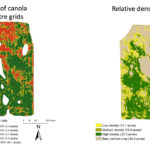 The amount of damage caused by cutworm feeding on canola seed-treated with an insecticide was measured. Manned aircraft were used to collect images on 90 acres. Field and data analysis was performed to develop relative density, and per cent cover maps were created to provide an objective estimate of cutworm damage.