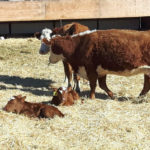 A proper ration started before calving and carried on until breeding will help cows deliver a healthy calf, and also improve their reproductive performance for the coming breeding season.