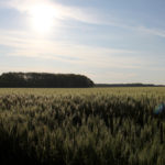 Mycorrhizal linkage to crop plants in normal soils have been shown to supply phosphate, copper and zinc to growing crops.