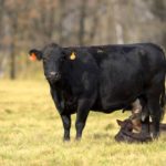 The cost of pregnancy and depreciation of an animal are two costs people often don’t value enough, says one Montana cattle producer.