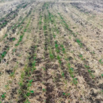 Emergence was patchy overall and there were large areas where no canola was growing at all.