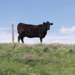 A magnesium deficiency can lead to health problems when cattle move into lush new grass growth.
