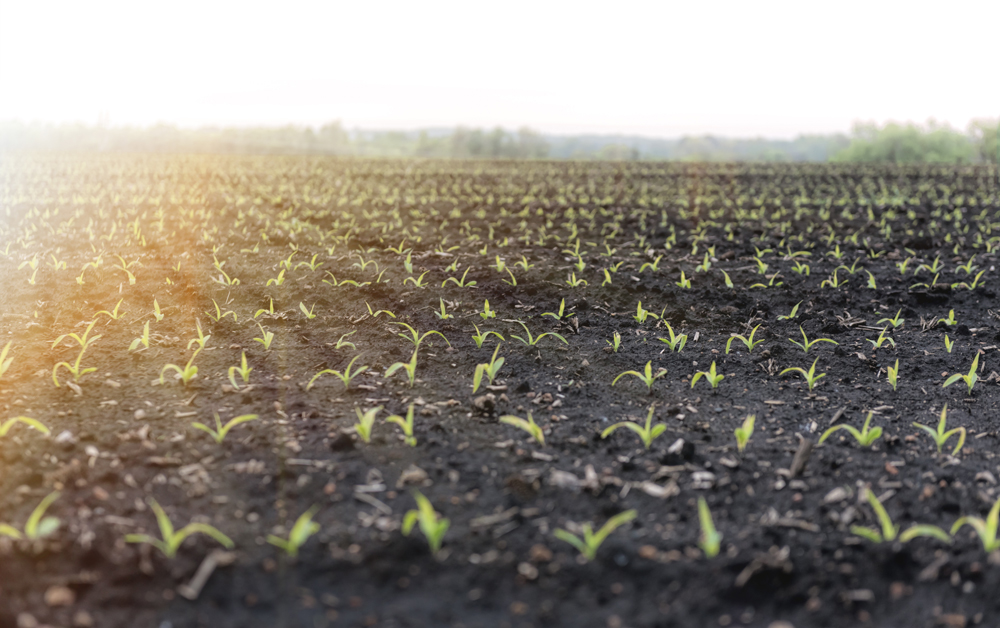 Editor’s Column: Seeding great ideas