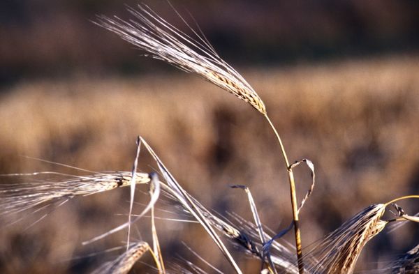 (Doug Wilson photo courtesy ARS/USDA)
