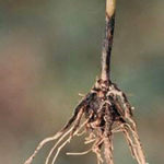 Cool, wet conditions and deep seeding in soils with poor structure or drainage can increase root rot symptoms.