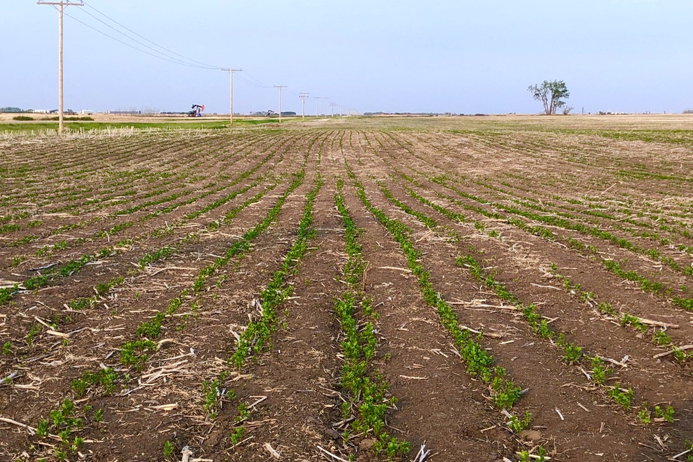 A green lentil crop in southeastern Saskatchewan on May 31, 2019. (Leeann Minogue photo)
