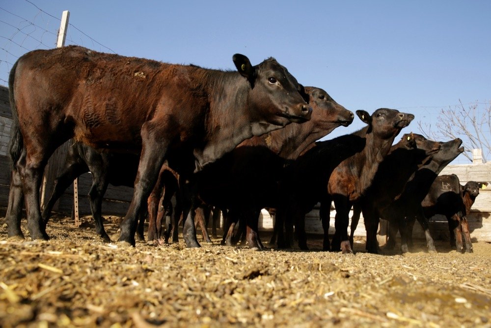 Certified beef cattle are pictured on May 13, 2020 at Rancho Estrada in the town of San Agustin, on the outskirts of Ciudad Juarez, Mexico. (Photo: Reuters/Jose Luis Gonzalez)
