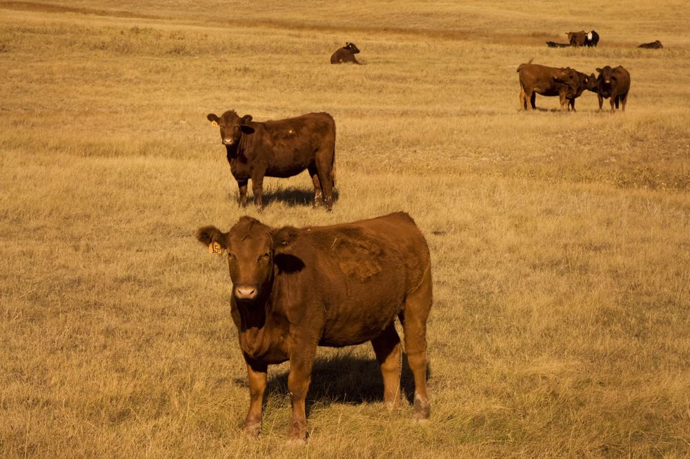 The many aspects of herd health on pasture