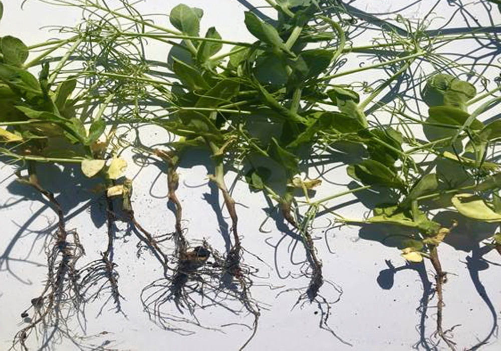 After a great beginning, this Saskatchewan farmer’s day turned sour when he realized the peas in several fields were in trouble. The plants were yellowing and the roots were honey-brown in colour. Also, there weren’t many lateral roots and much less root growth overall than expected.