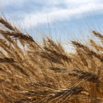 Every nutrient, whether macro or micro, is essential to attain a yield goal of any crop, and soil testing gives you an accurate answer to reach this objective.