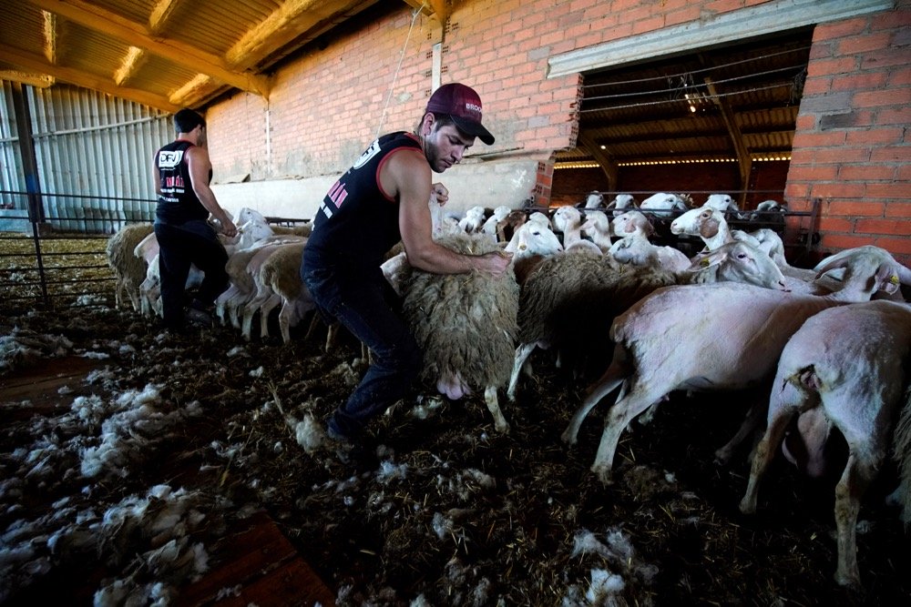 Uruguayan sheep shearer Federico Ventura catches a sheep to shear it in Villafale, Spain on June 17, 2020. (Photo: Reuters/Juan Medina)
