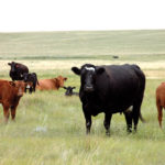 Even though pastures often start out in good condition, creep feed can have a fit as grass quality begins to decline later in the season.