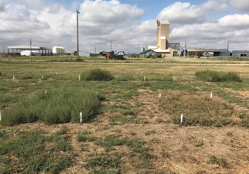 On the left is regrowth of glyphosate-resistant kochia following a harvest date in early August. On the right is regrowth of glyphosate-resistant kochia following the same harvest date but with a post-harvest application of glyphosate and saflufenail. 