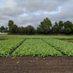 Nutrien Ag Solutions is one of the regular Ag In Motion exhibitors that has established plots this summer at the AIM farm show site near Lanigan, Sask. These plots of canola and corn will be some of those featured during the virtual AIM show July 21 to 25.