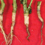 Two plants infected with brown girdling root rot (right) and two uninfected plants (left).