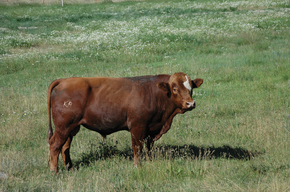 Once breeding season is over, bulls need to be on decent grass with proper minerals so they can rebuild body condition for next year.