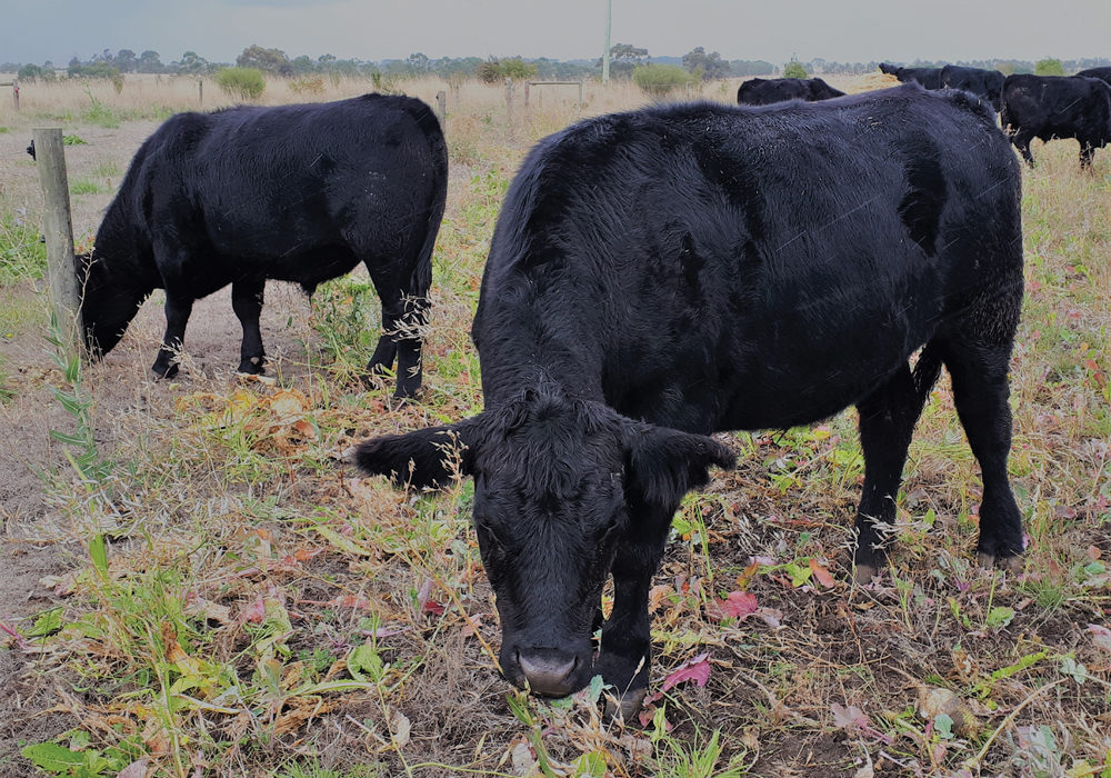 Even as conditions dried out in April, the cover crops hung in to provide feed and weight gain on yearlings.