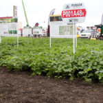 These soybeans filled in their crop plot very well at last year's Ag in Motion.