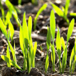 Some flooded out farmers on the Prairies could help themselves by seeding a cereal crop this month.