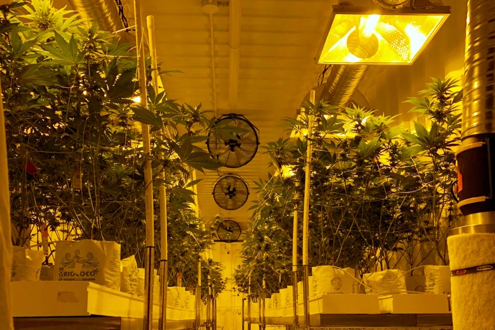 Plants at Delta 9 Cannabis’ indoor production facility in Winnipeg. (Dave Bedard photo)
