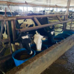 Promoting “licking action” of dairy cows, significantly increases saliva production helping to reduce the risk of subclinical acidosis.