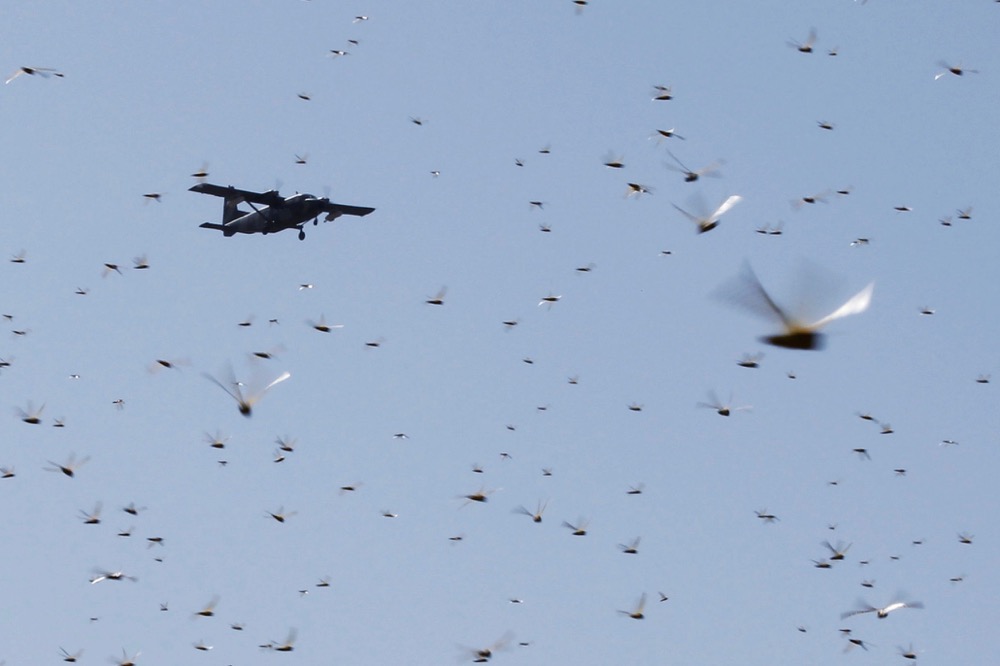 A spray plane flies over a swarm of desert locusts at Lemasulani village in Kenya’s Samburu County on Jan. 17, 2020. (Photo: Reuters/Njeri Mwangi)
