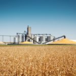 Subject: Storage grain bin silos in a field of matured corn crop in harvest time.