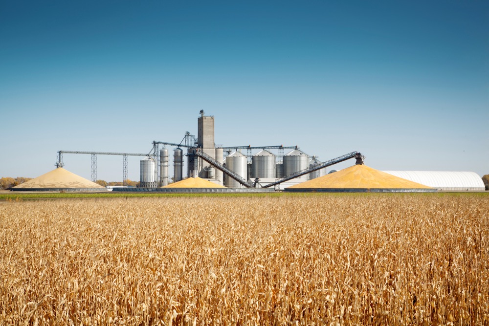 Subject: Storage grain bin silos in a field of matured corn crop in harvest time.
