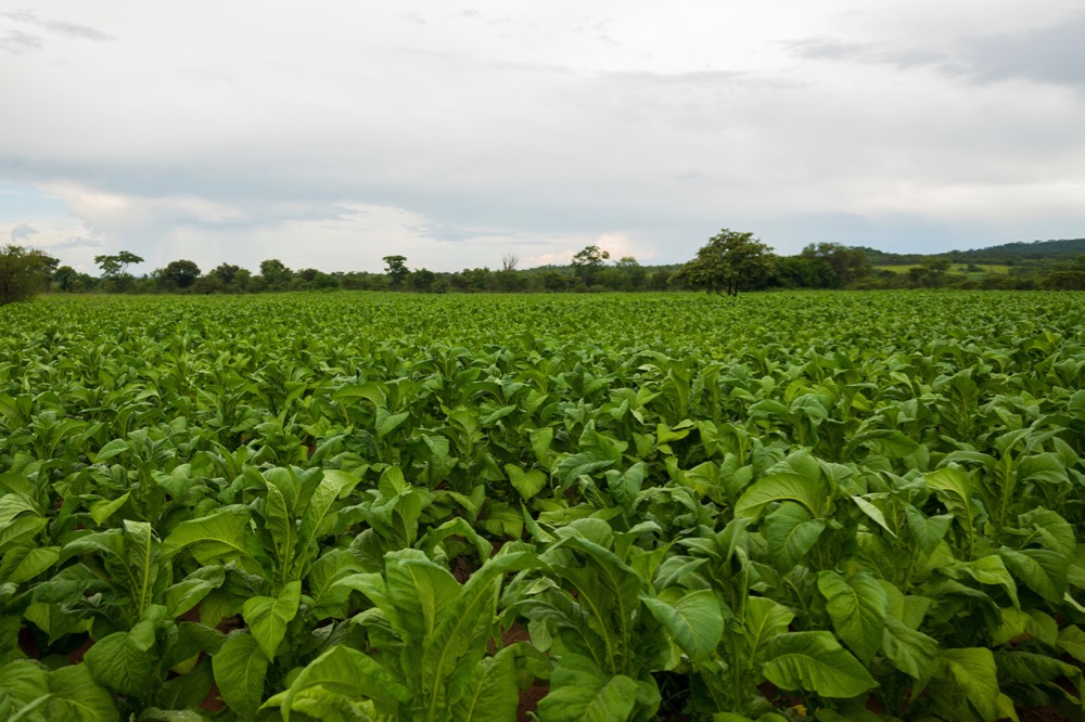 File photo of a tobacco crop in Zimbabwe. (Munya Chawora/iStock/Getty Images)
