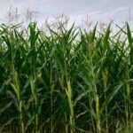 A corn crop west of Grunthal, Man. on Aug. 17, 2019. (Dave Bedard photo)