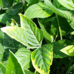 This photo shows potassium deficiency in soybean. A crop with high-yield potential may run out of certain nutrients, or be approaching that critical point faster than farmers may anticipate. Tissue testing at critical crop growth stages can identify both existing and potential fertility problems.
