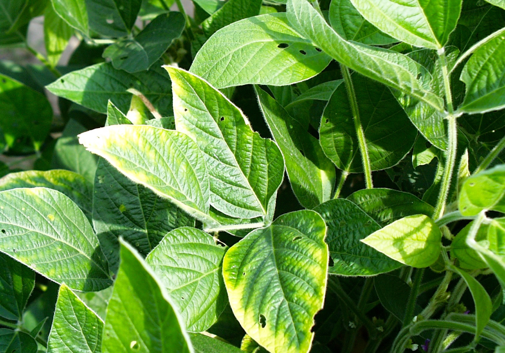 New 2021 soybean varieties Grainews