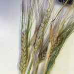 Purple stripes were running along the length of
the kernels.