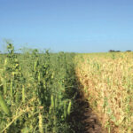 The pea crop on the left side of the photo was treated with Nodulator Duo, which includes rhizobium as well as another bacteria that produces a root strengthening bio-film. The crop on the right side of the photo was treated with a competitive product that was rhizobium-only.