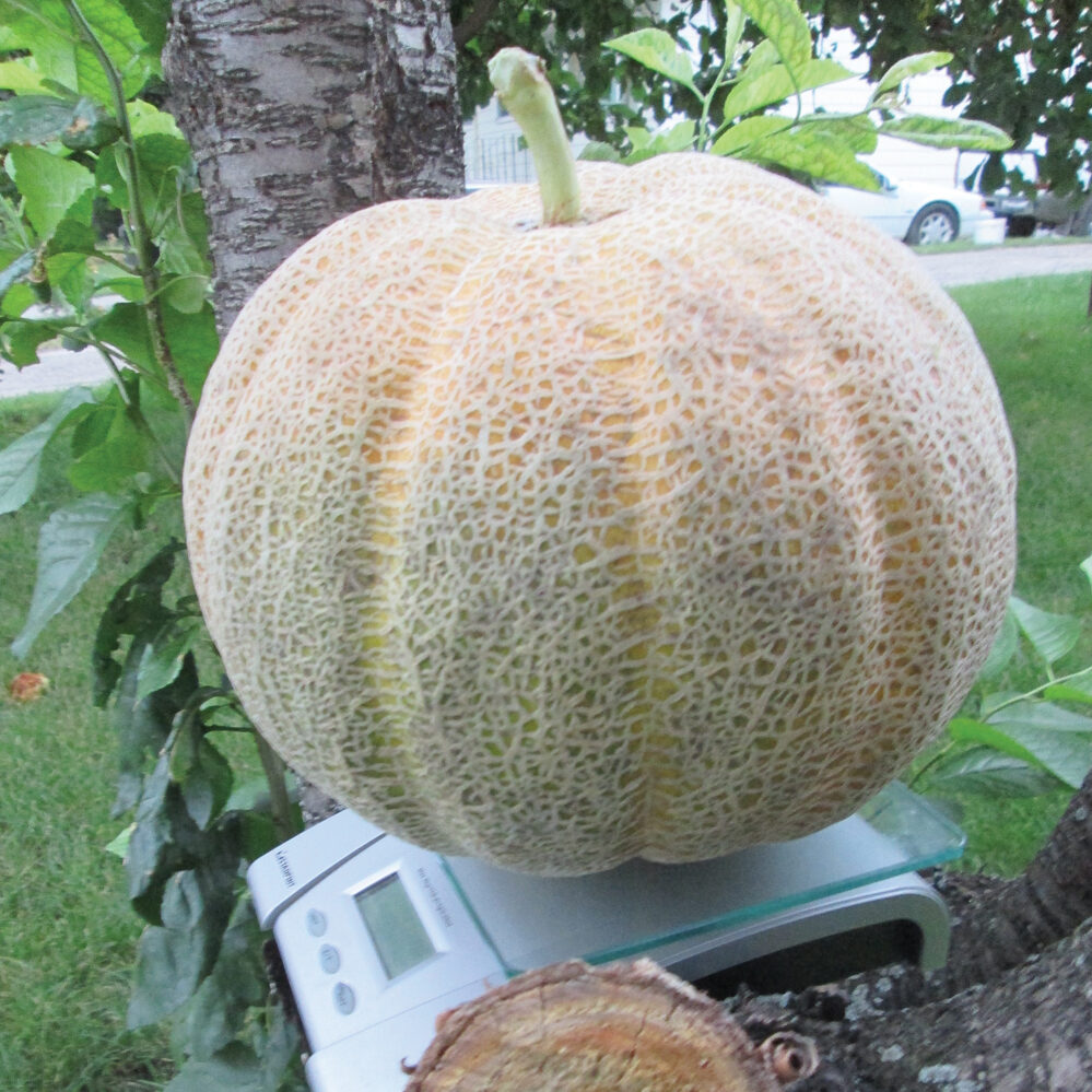 Heirloom Melon de Montreal was cultivated until 1905 in Notre-Dame-de-Grâce, on the foothills of Mount Royal.