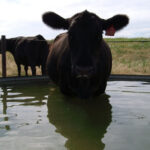 Don’t underestimate the value of provide cattle with good quality water.