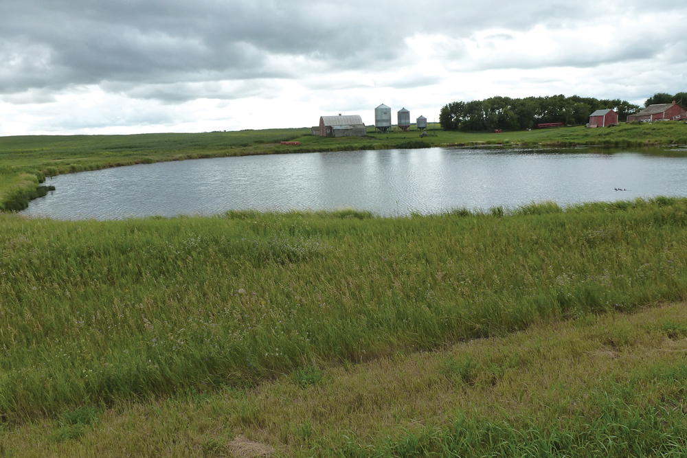 The slough next to my farmyard July 29, 2013. See below how it looks seven years later.