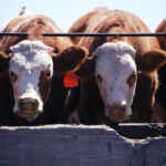 As a cow-calf producer, it’s important to have an idea of the timeframe of the fed cattle market for when your cattle are finished.