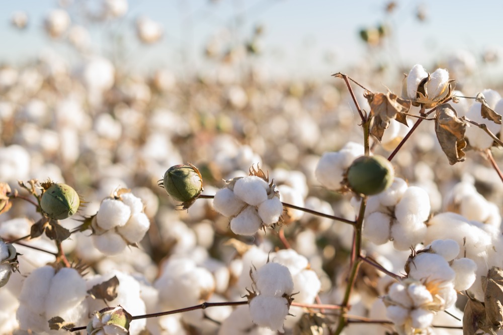 File photo of a U.S. cotton crop. (BCFC/iStock/Getty Images)

