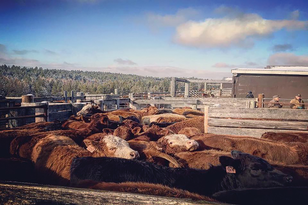 Slow down and keep keep cattle calm — best formula to keep everyone safe. 