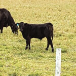 It is important to figure out the economics of backgrounding
calves for your operation.