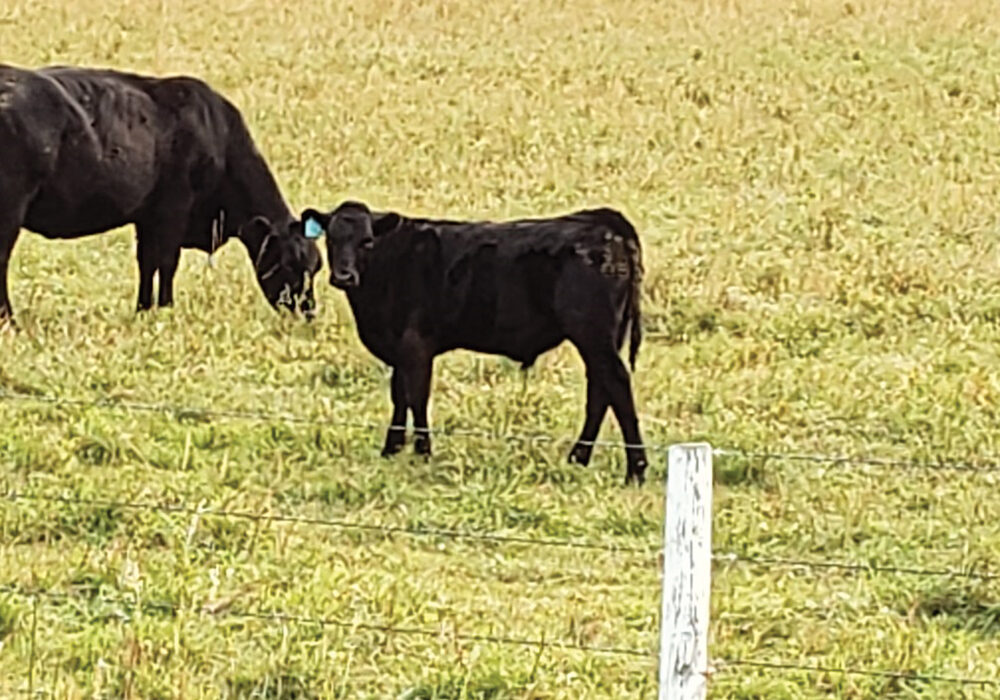 It is important to figure out the economics of backgrounding  calves for your operation.