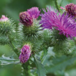 Get a jump on next year’s weed management