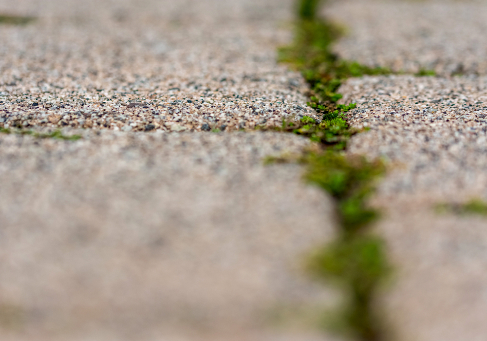 walkway with weeds in the spring