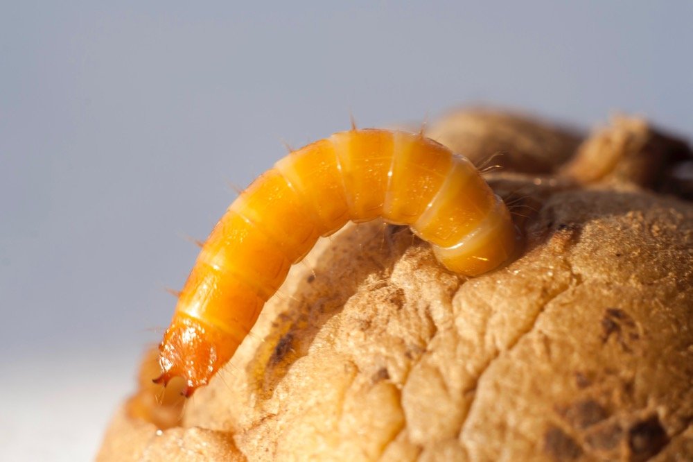 A wireworm in a potato in close-up. (MegaV0lt/iStock/Getty Images)
