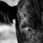 Proper testing can serve as a surveillance program to better understand what diseases kill livestock.