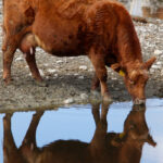 Zoonosis risks can be reduced or prevented through common biosecurity strategies.