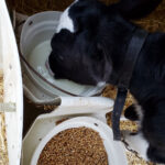 Feeding milk replacer can be part of a well-balanced calf-feeding program.